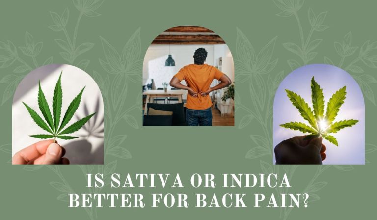 Is Sativa Or Indica Better For Back Pain? Checkout The Facts