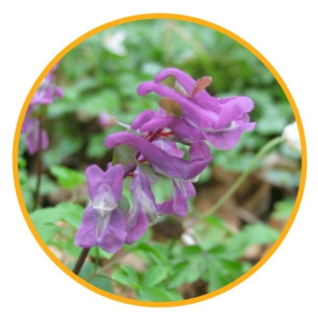 Nervogen Pro Ingredient Corydalis Yanhuosuo