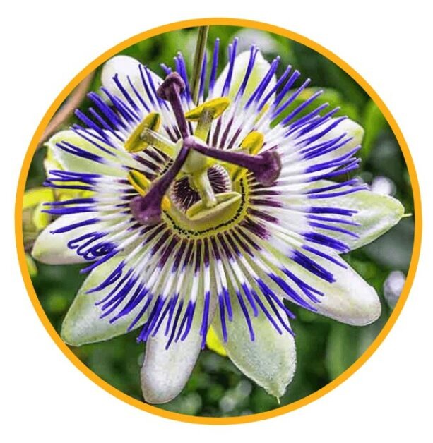 Nervogen Pro Ingredient Passiflora Incarnate