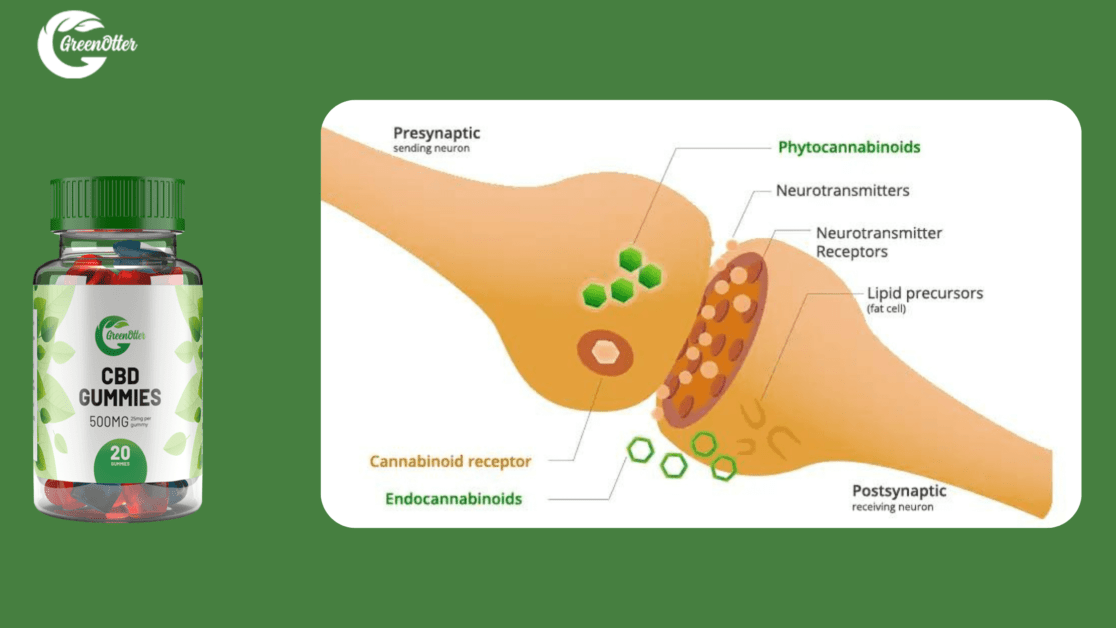 Green Otter CBD Gummies working